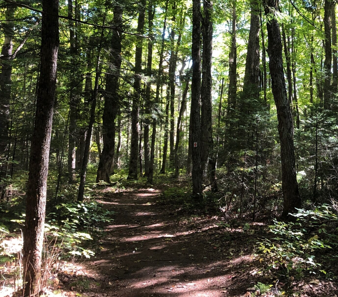 Forested Trail at McGeachie Conservation Area in Gilmour, Ontario