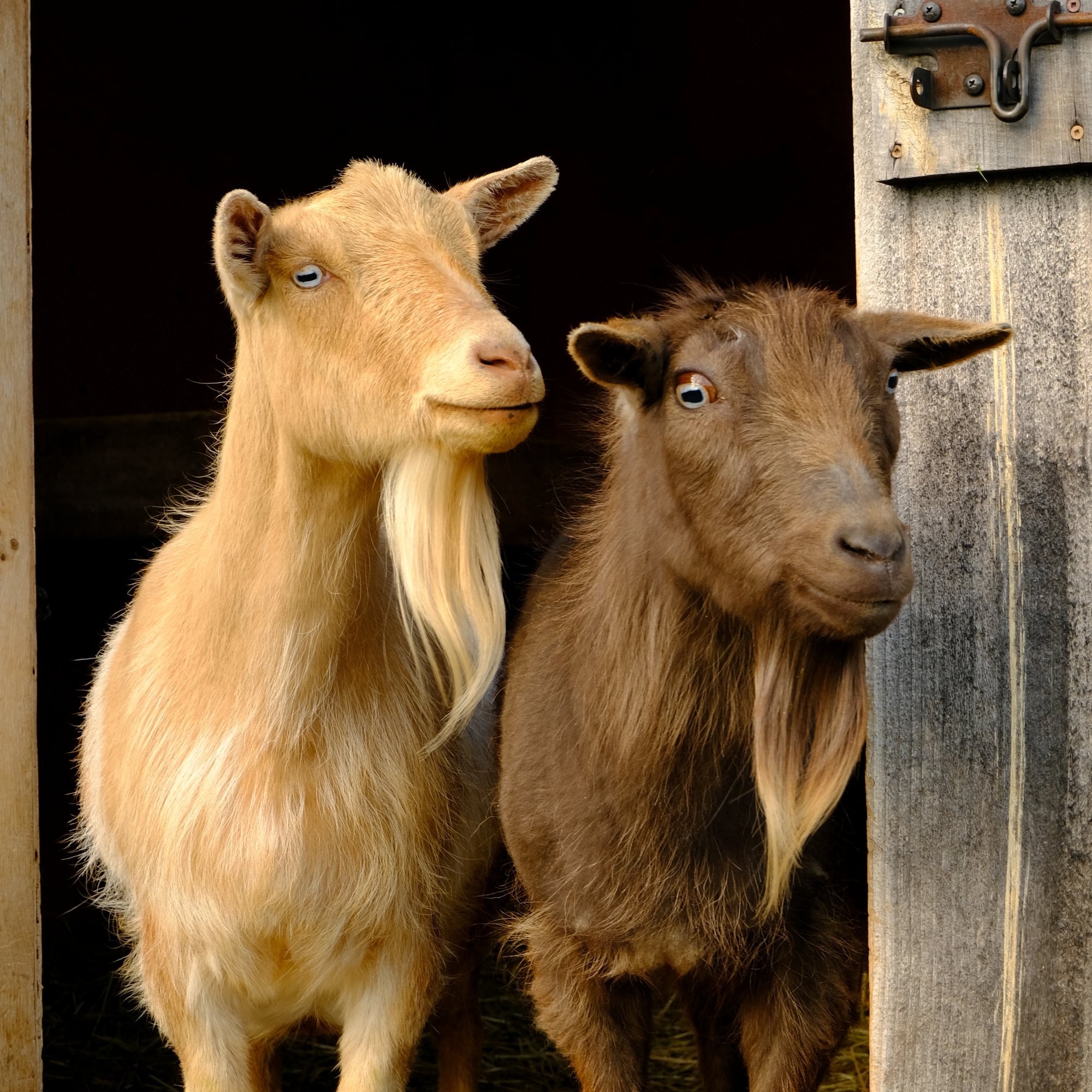 Two goats at a barn door looking out
