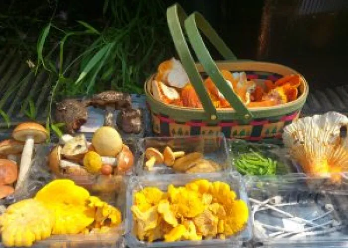 A variety of foods collected from the forest on display