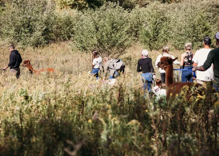 A group Trail Trekking through the field with Alpacas at Alpaca Ridge Farms in Stirling, Ontario