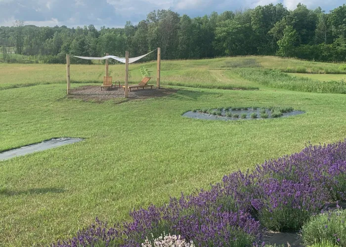 POV looking out over the lavender fields at Woodland North Lavender Farm in Madoc, Ontario