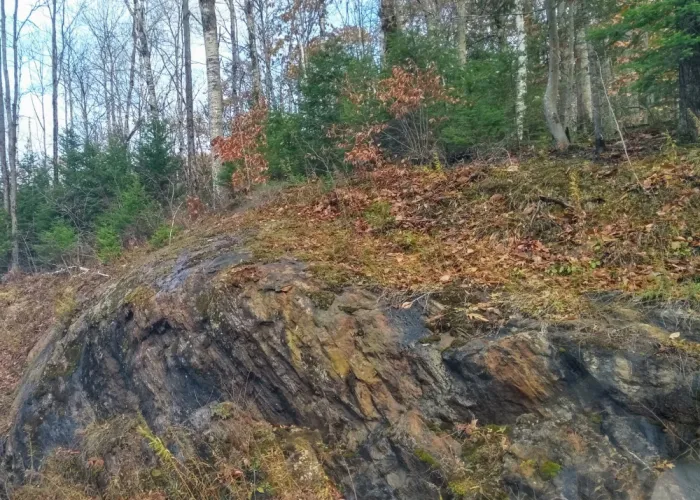 Roadside Outcrop, rock covered with brown and red leaves, birch trees in background