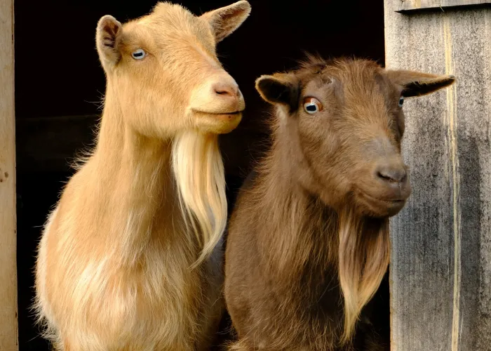 Two goats at a barn door looking out